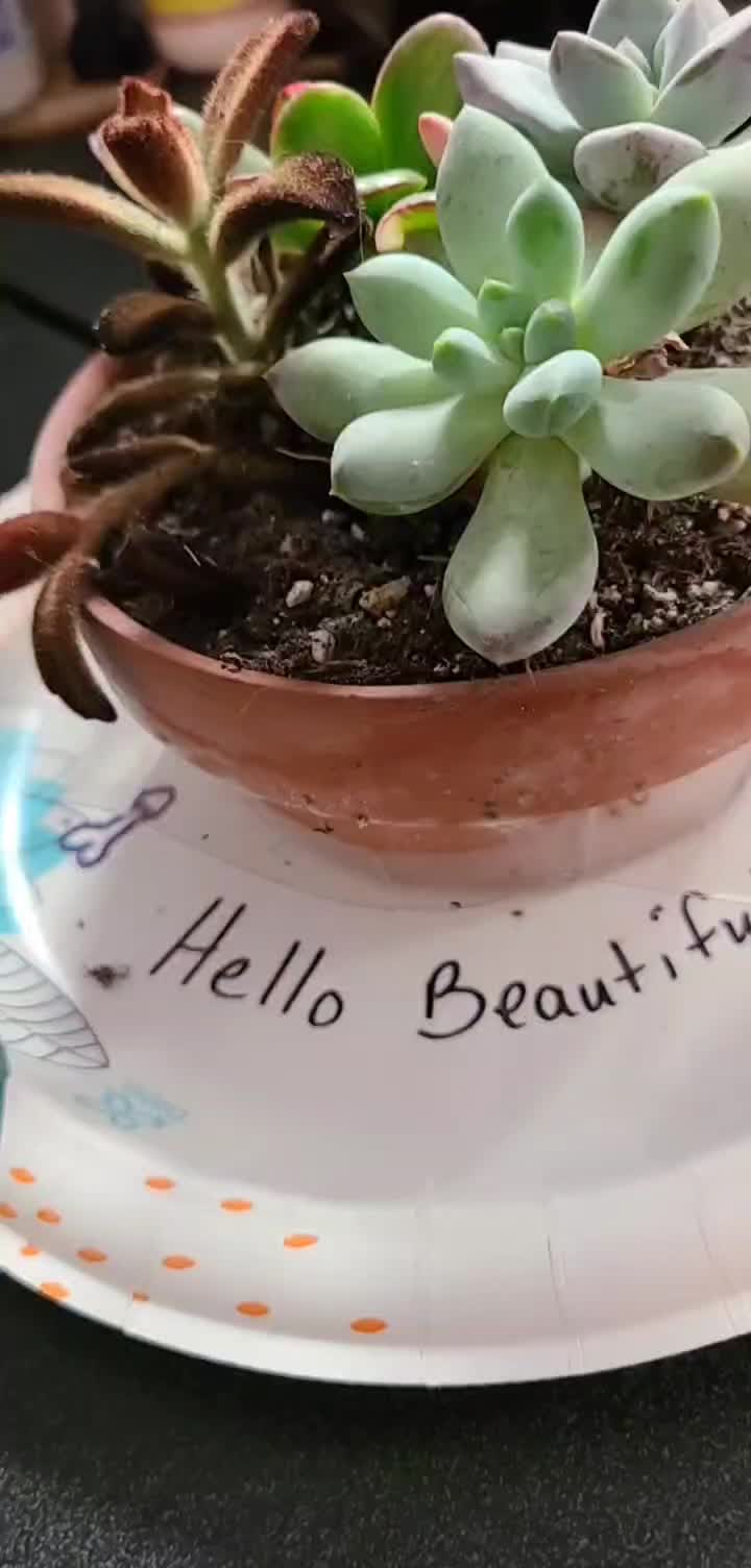 @Kate Rose