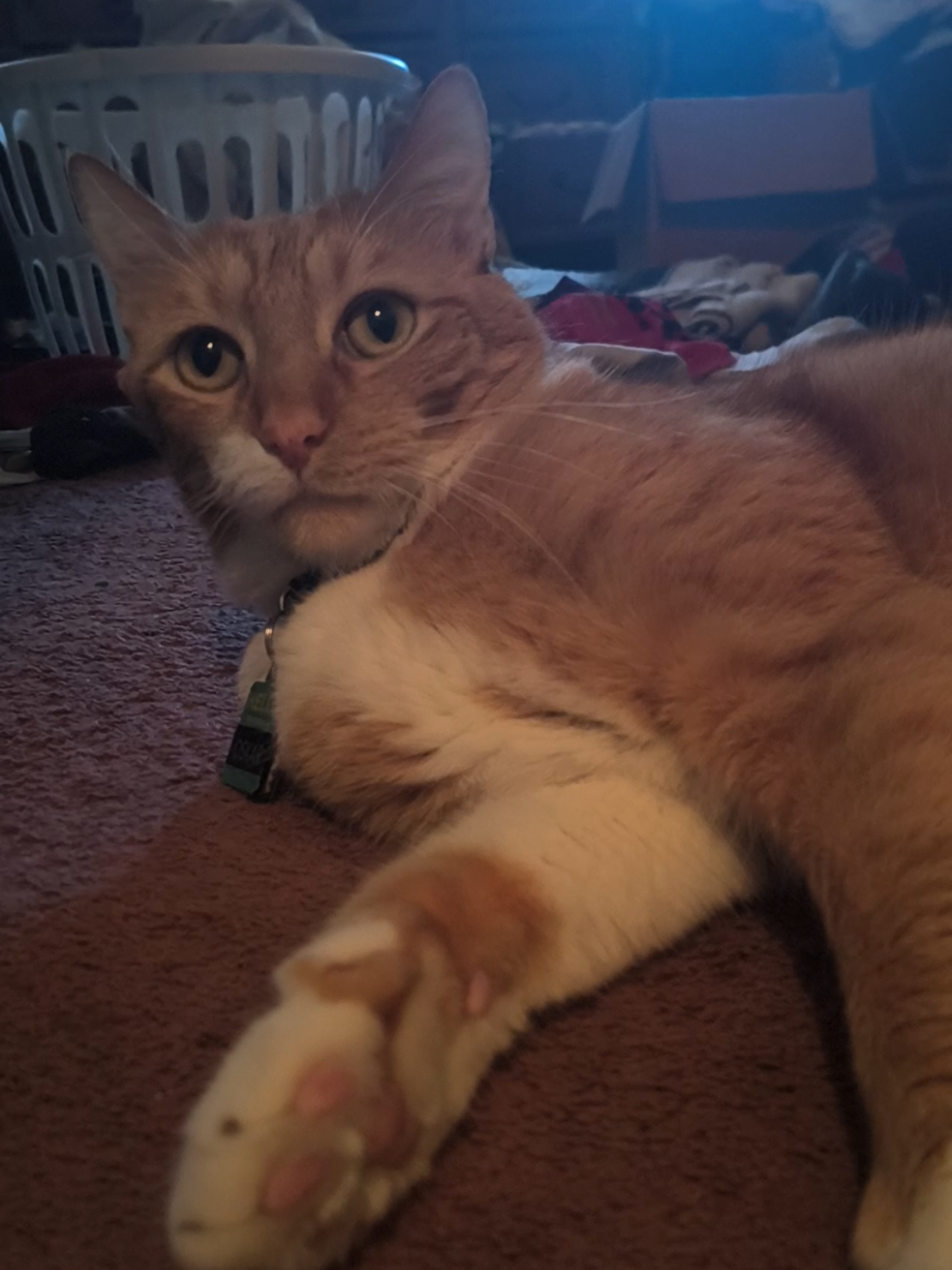 @Oskarcats