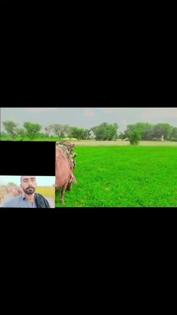 @اعجاز جلوکا مروٹ 334 H,R