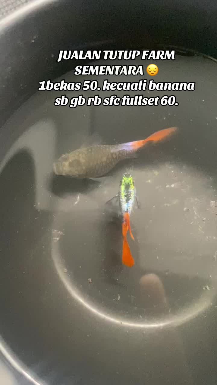 @RULL GUPPY??