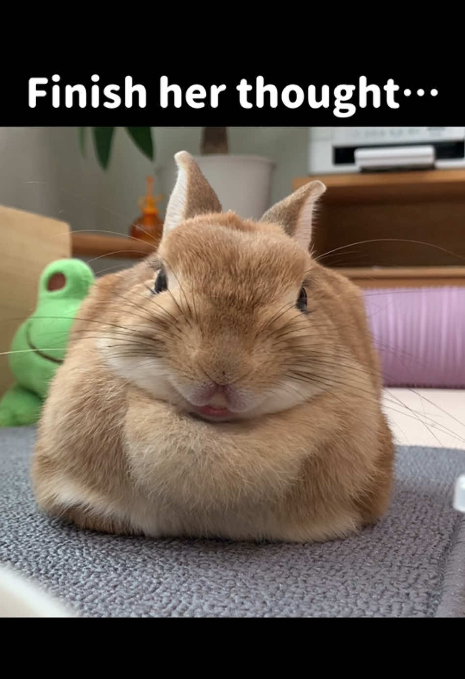 @rabbit man