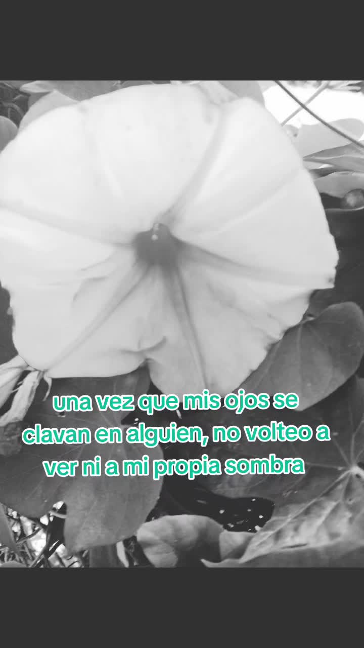 @la jarochita ๐๐๐๐
