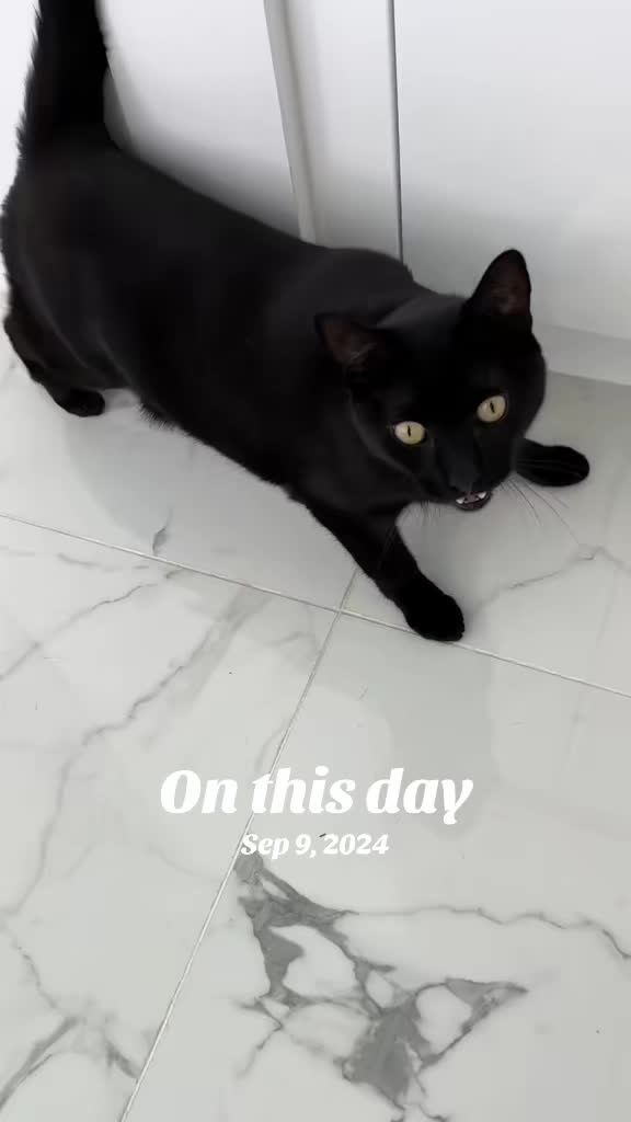 @Oscar&ensp;Jeremy&ensp;the&ensp;cat!