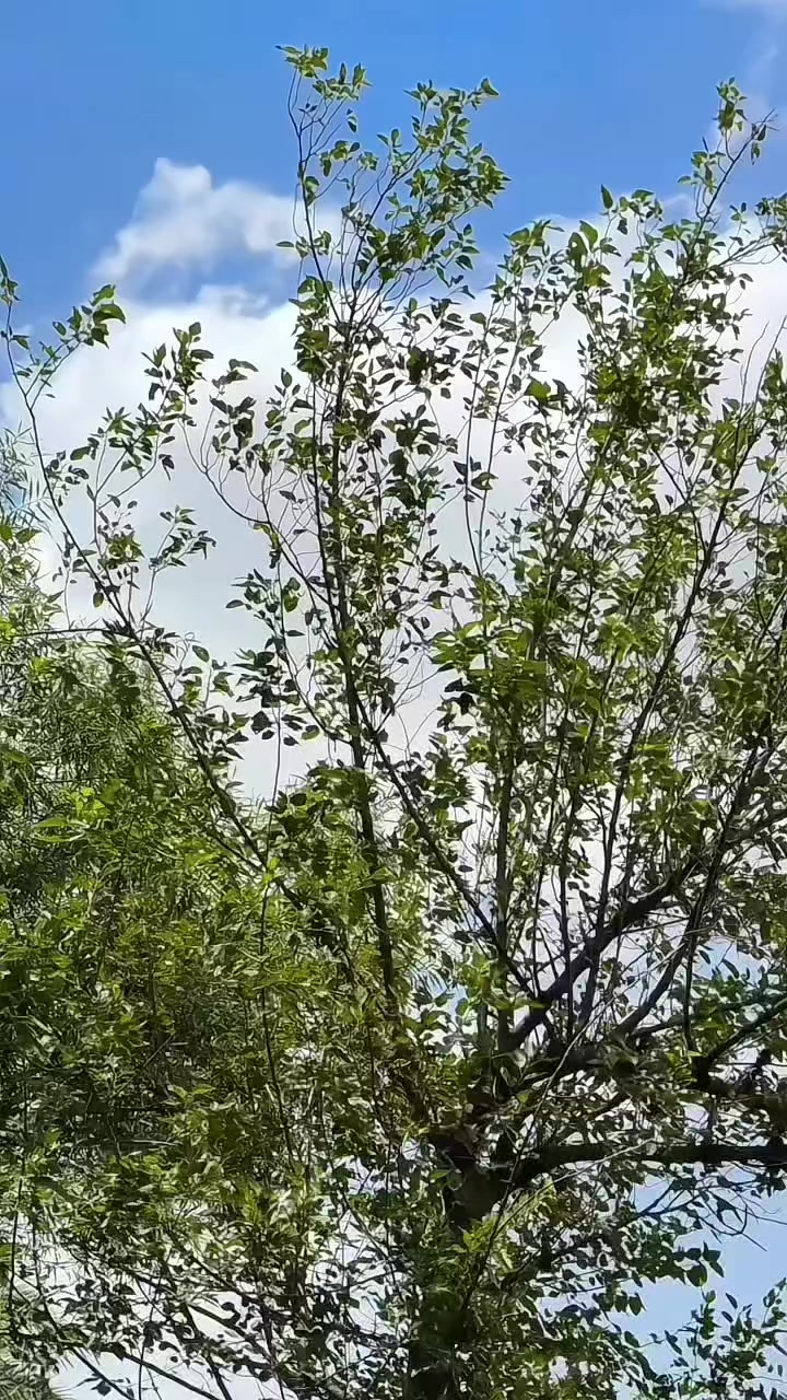 @🖤ᏦᏂᏗᏁᎥᎥ🫀
