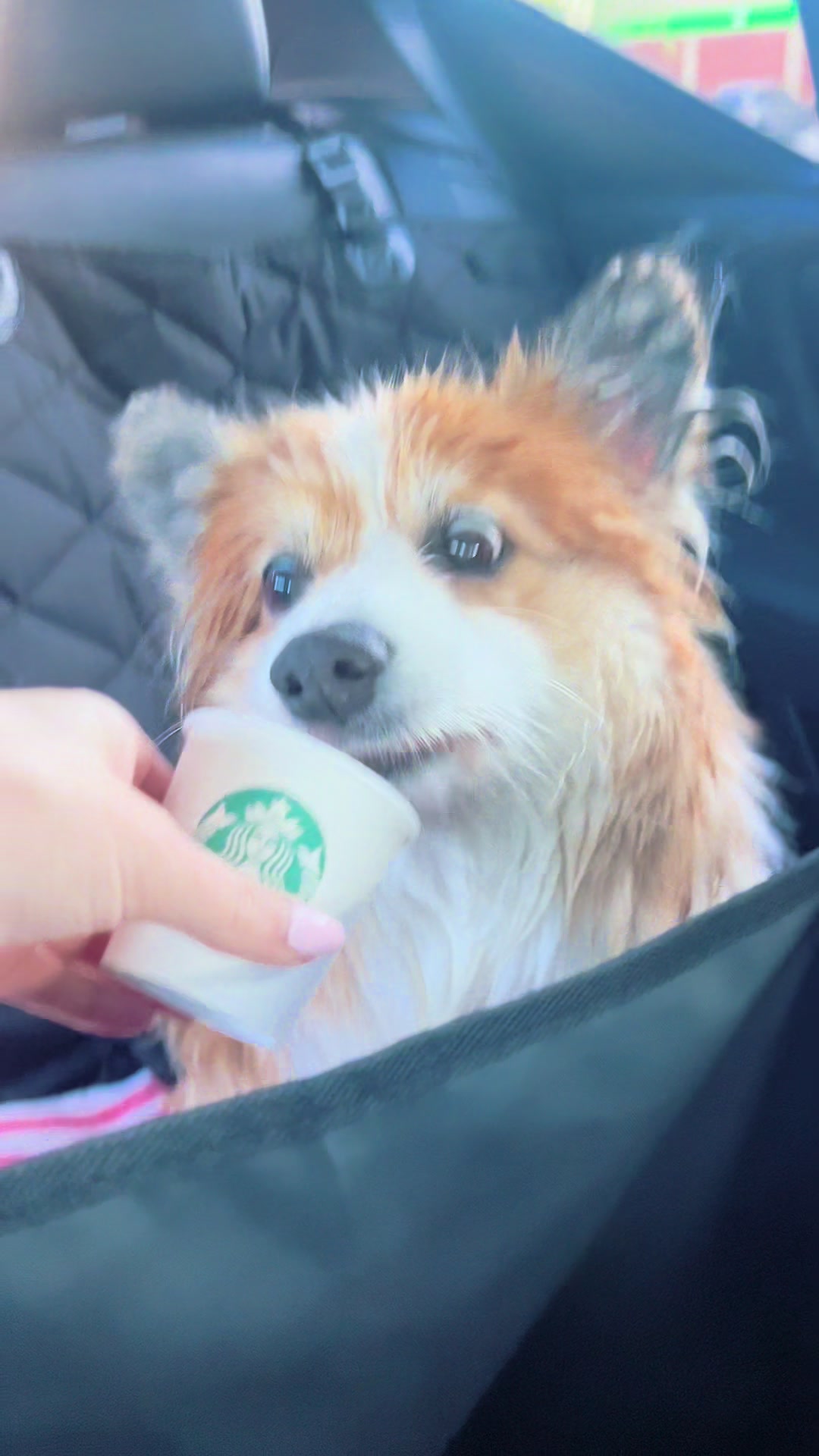 @hudsonthefluffycorgi
