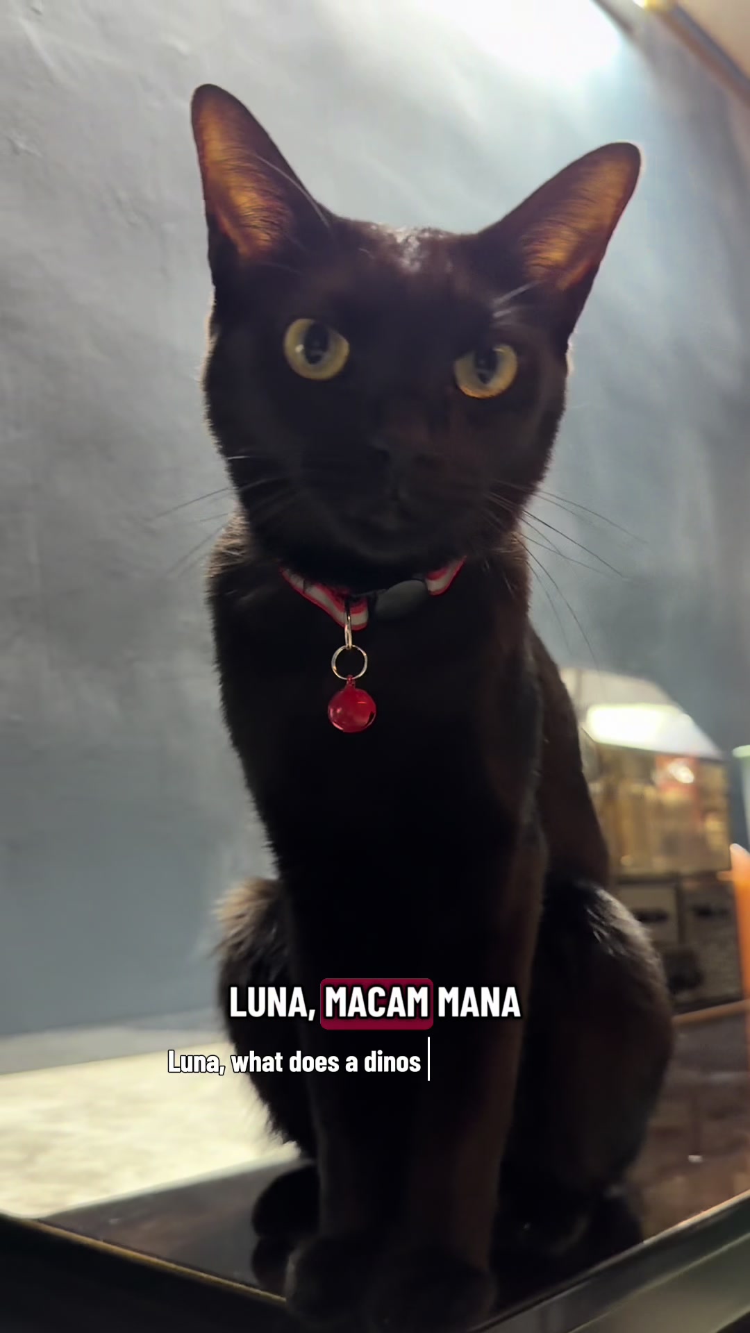 @Luna Dior Soya Ushi YenYen