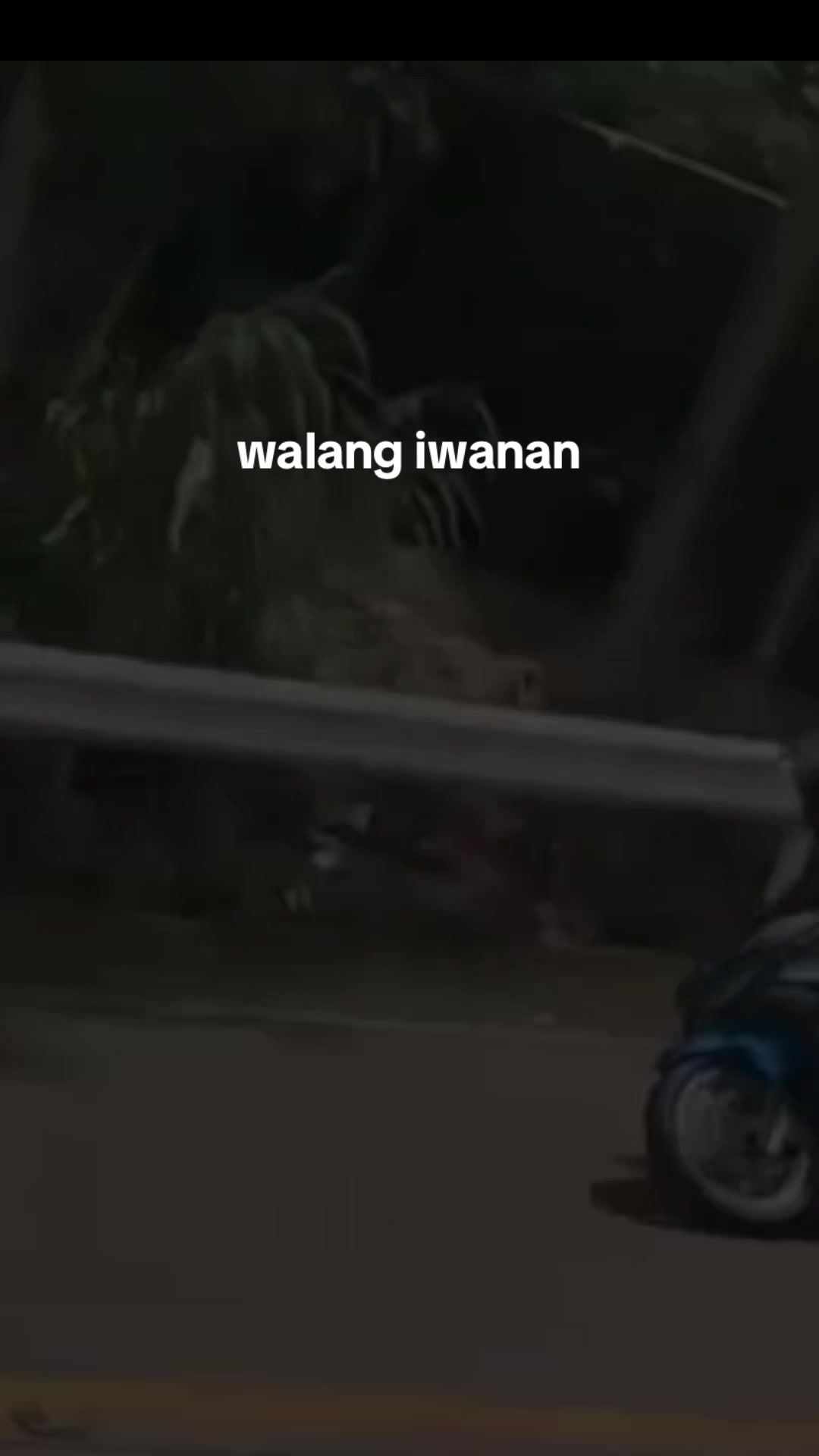 @Bulacao Vines