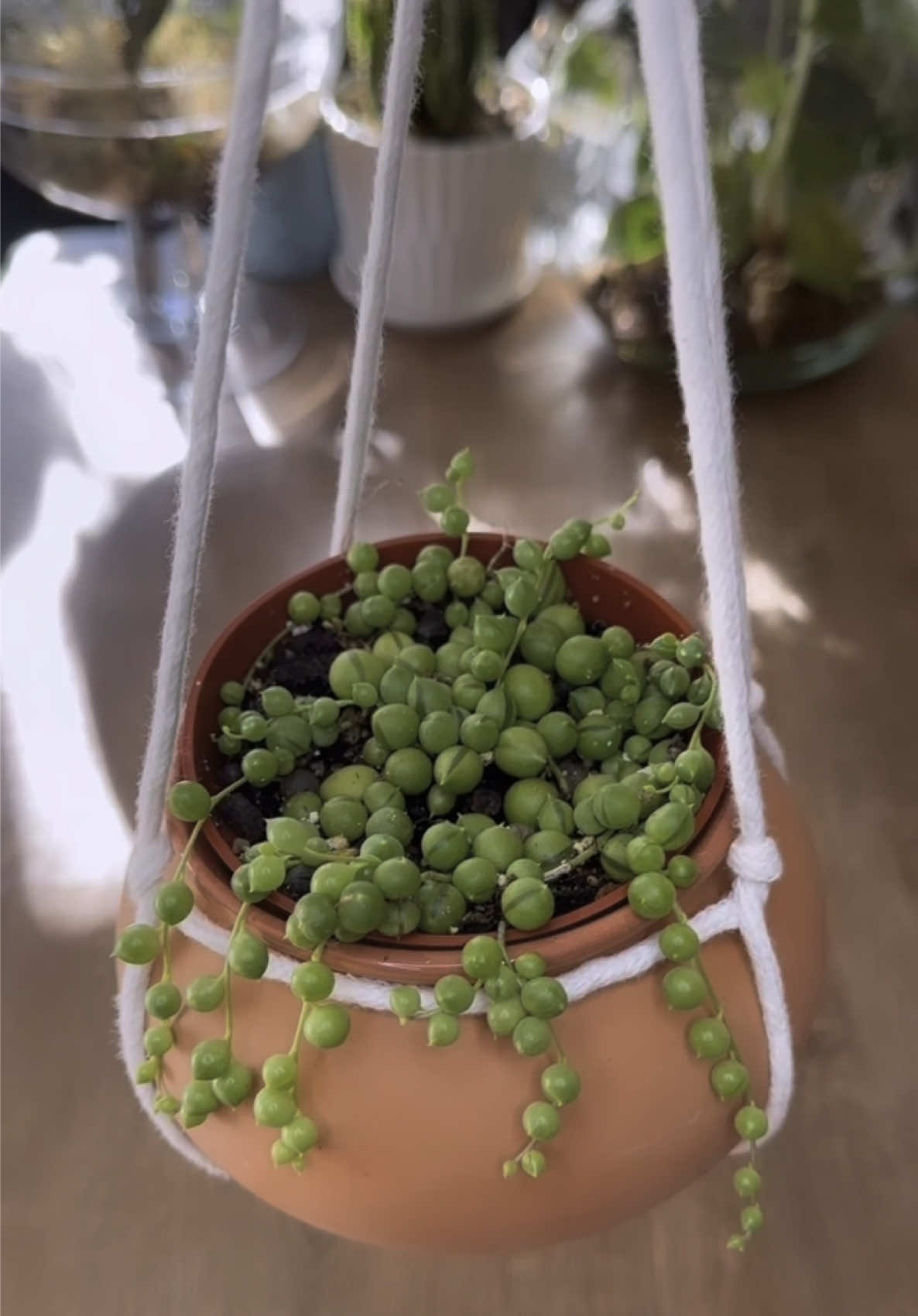 @Greenprincessliveplants