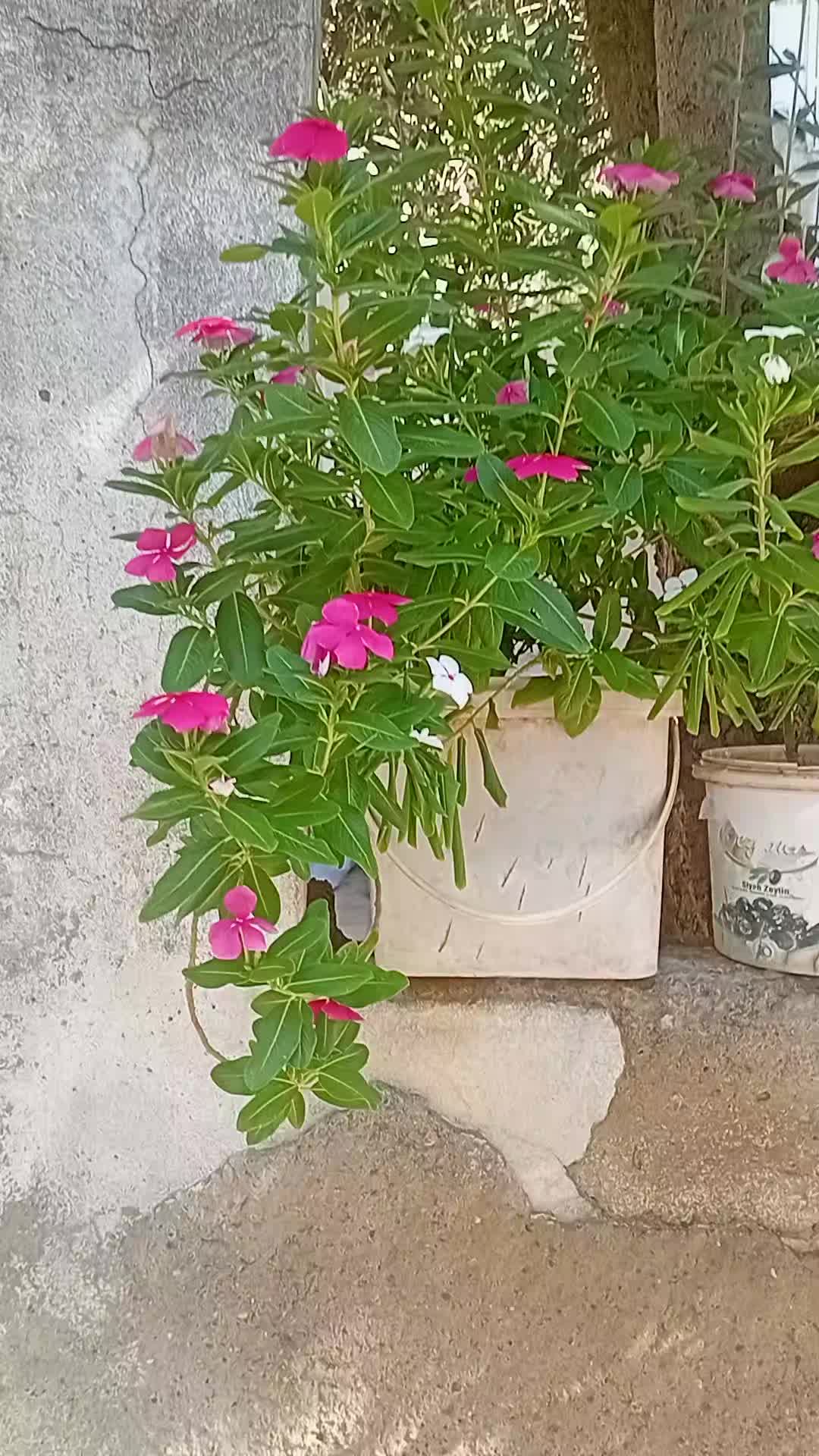 @Havva Güney