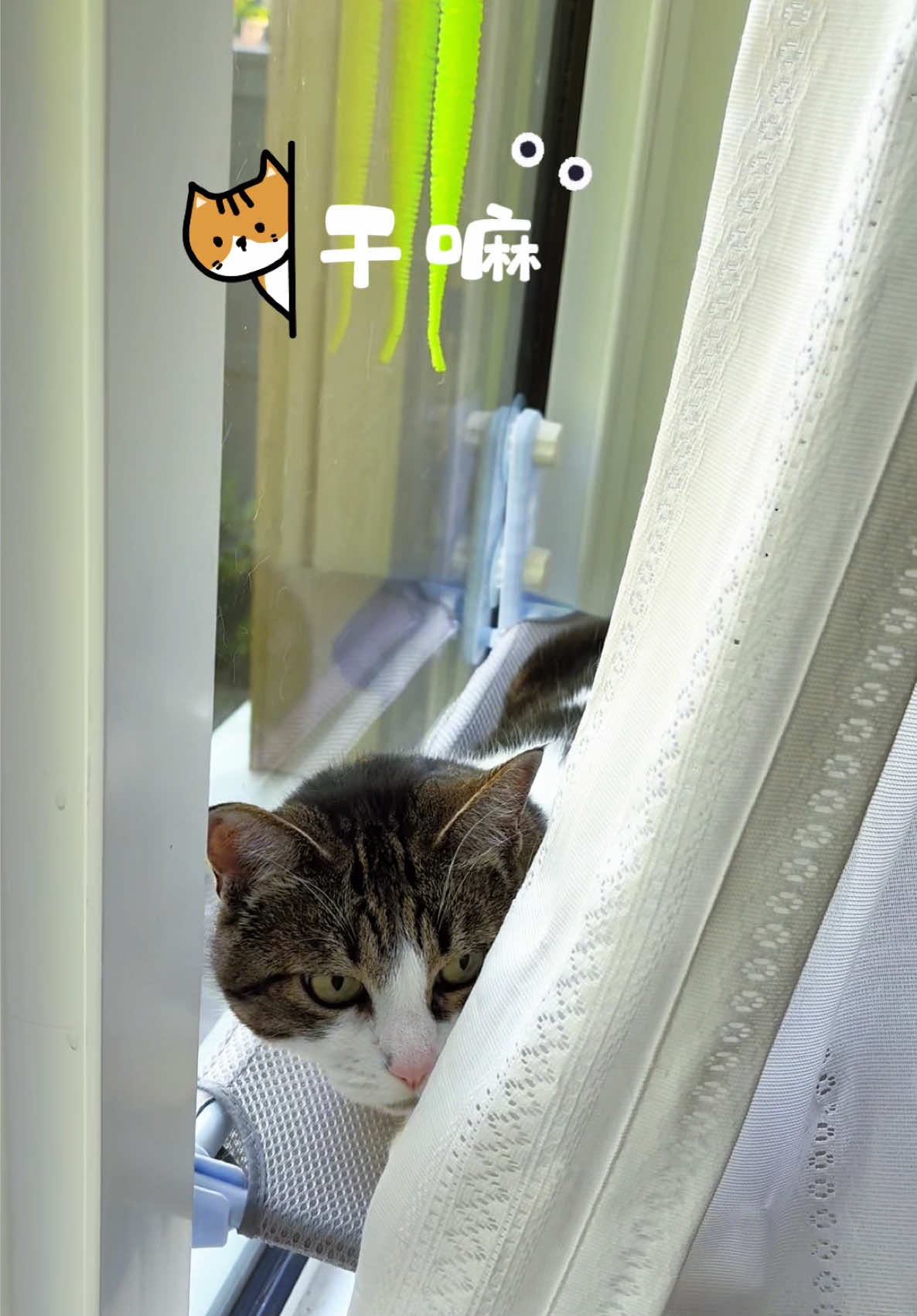 @寿司的儿子是鱼生