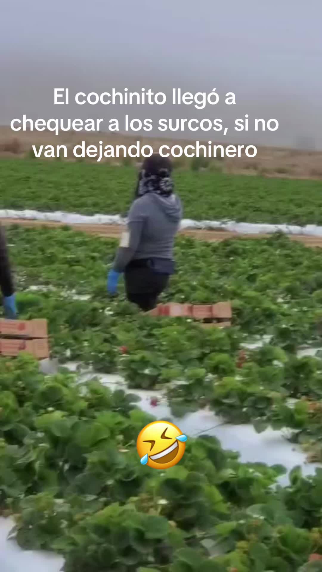 @luz Altamirano