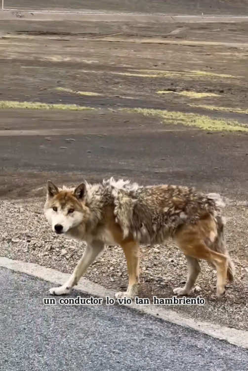 @Funny dogs 226