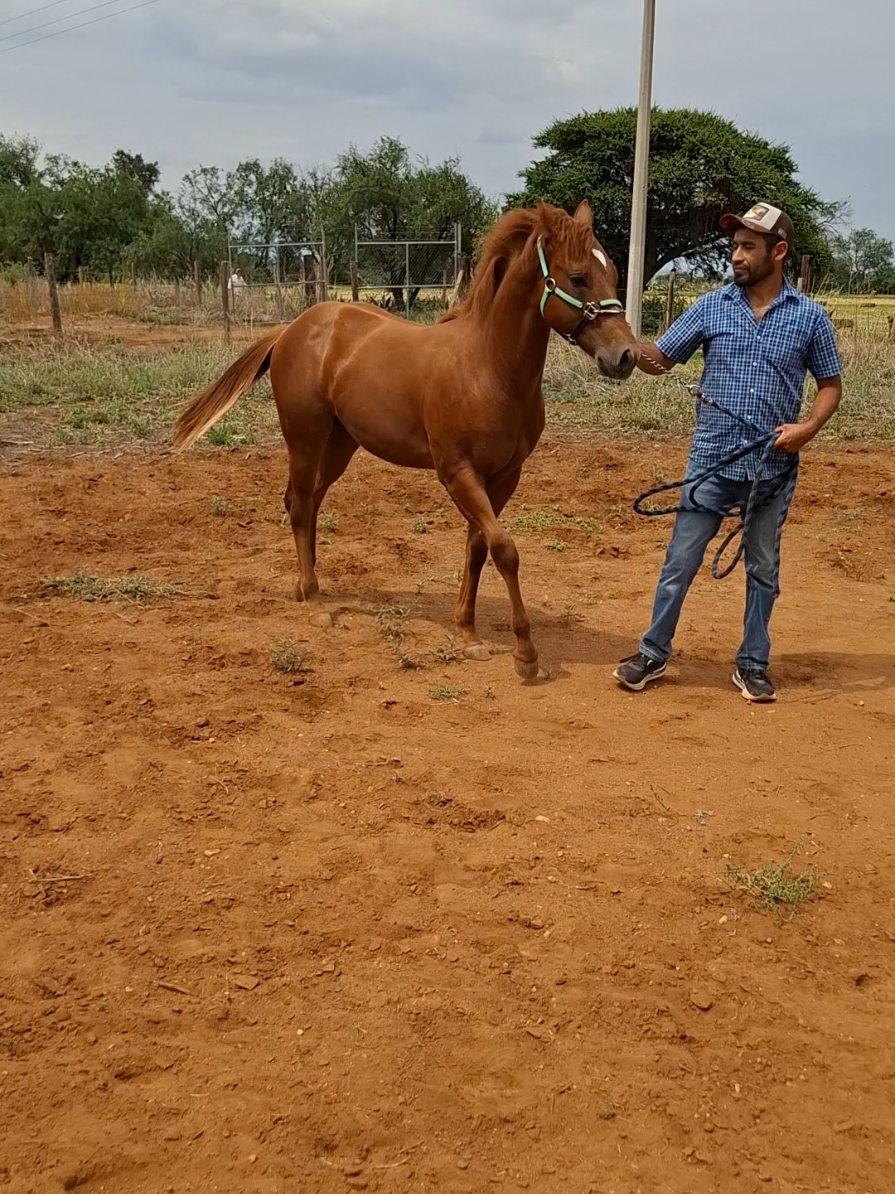 @EvHorses Zacatecas