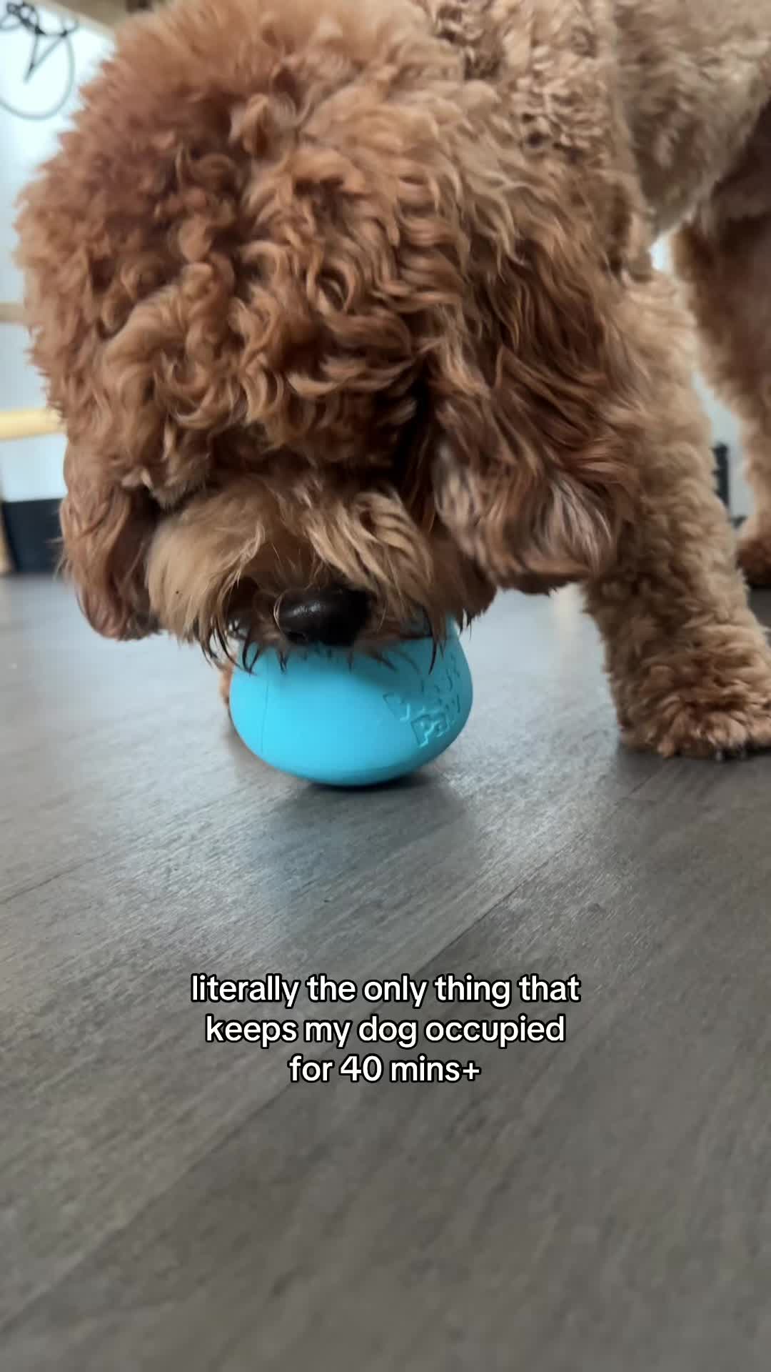 @Teddy 🐾