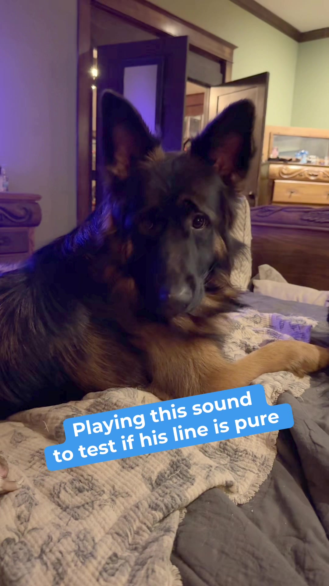 @Megan 🐶 Trainer ❌