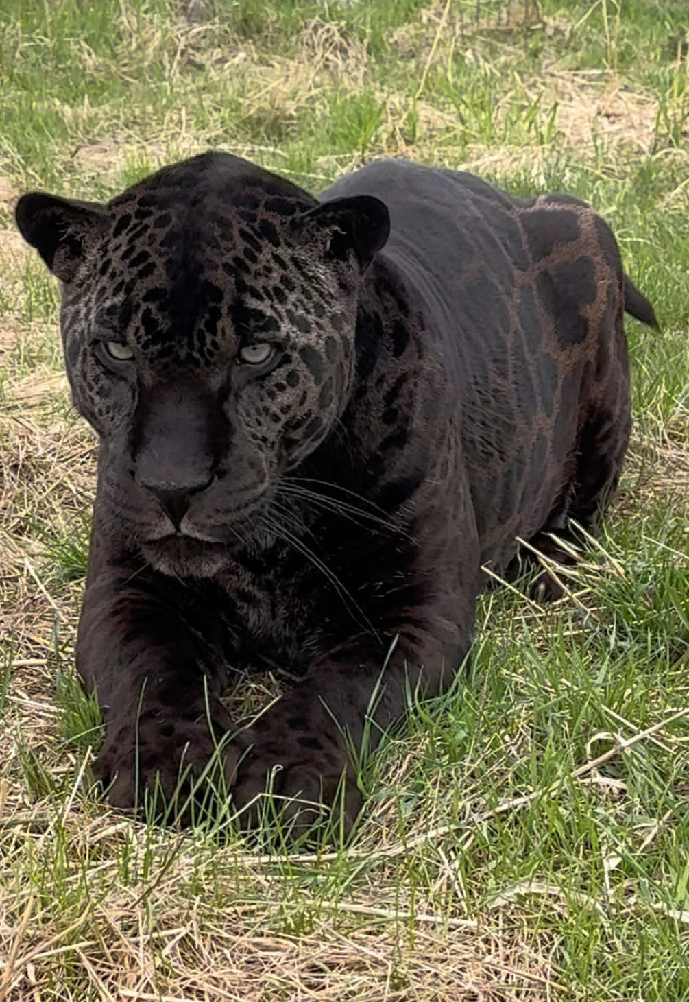 @The Wildcat Sanctuary