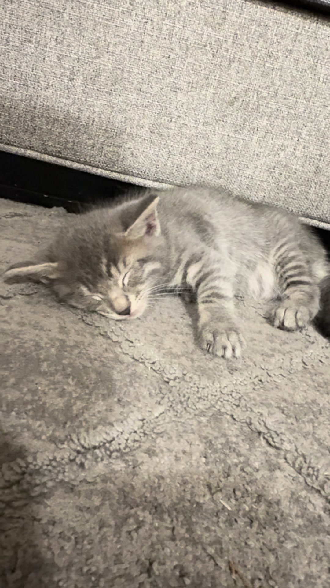 @LotsOfCat