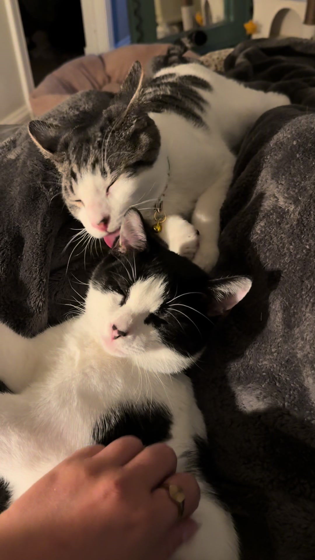 @Tay’s Feral Felines