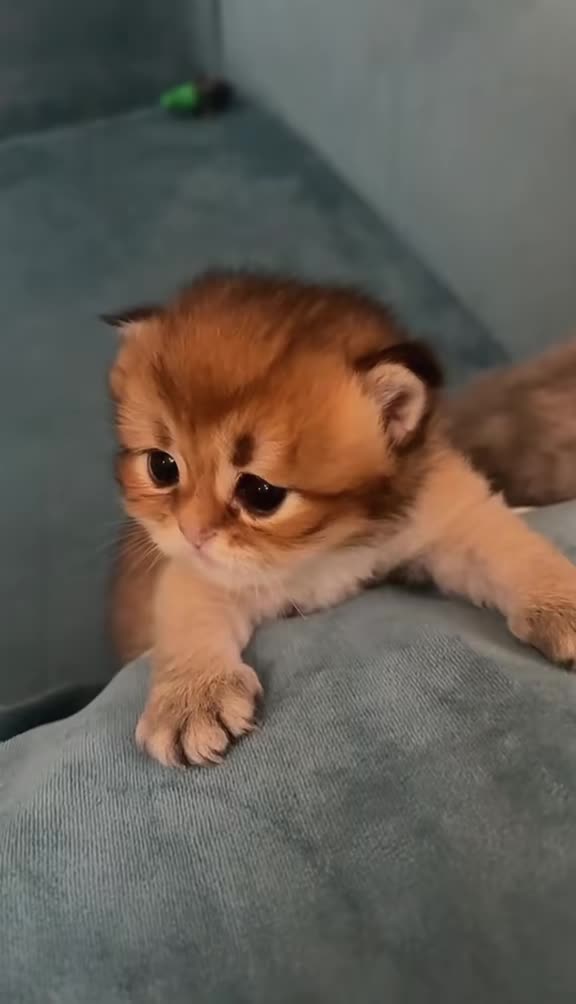 @catbosssss