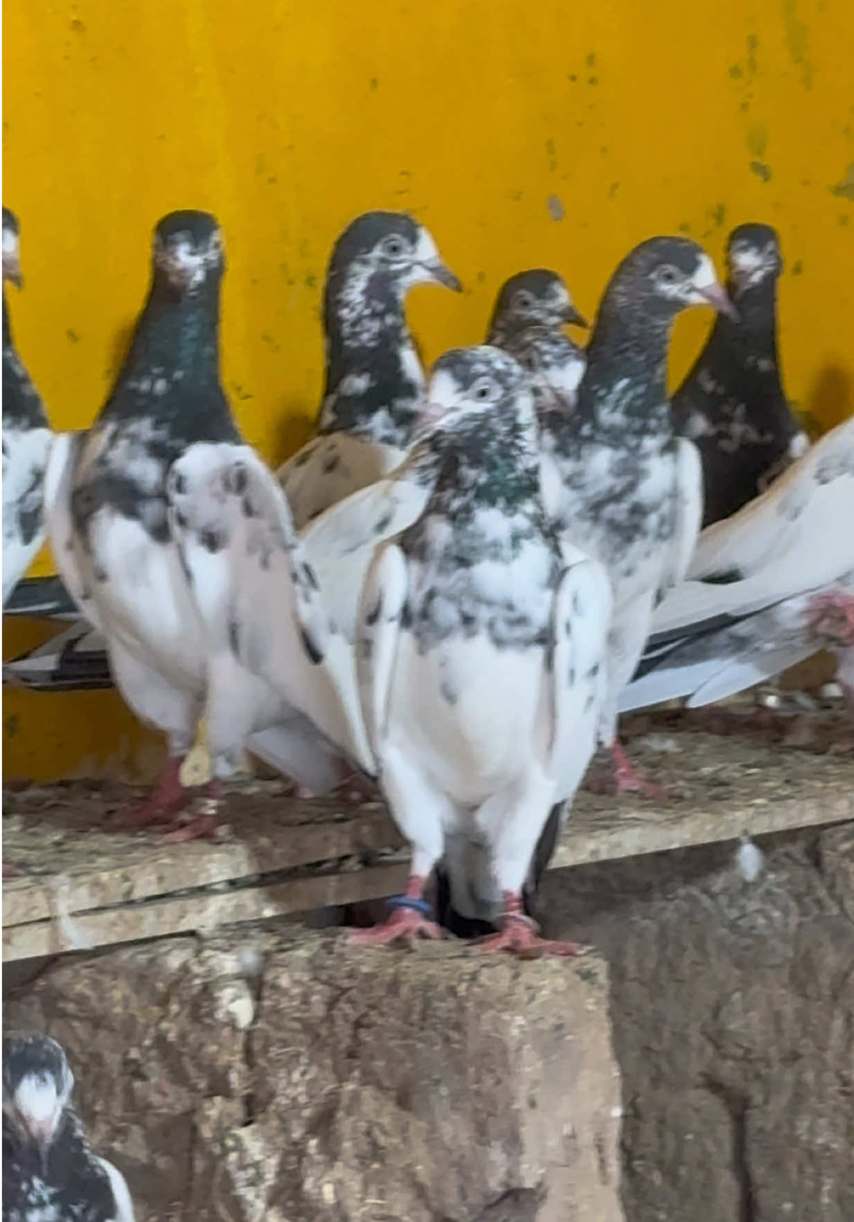 @Aero Pigeons Club
