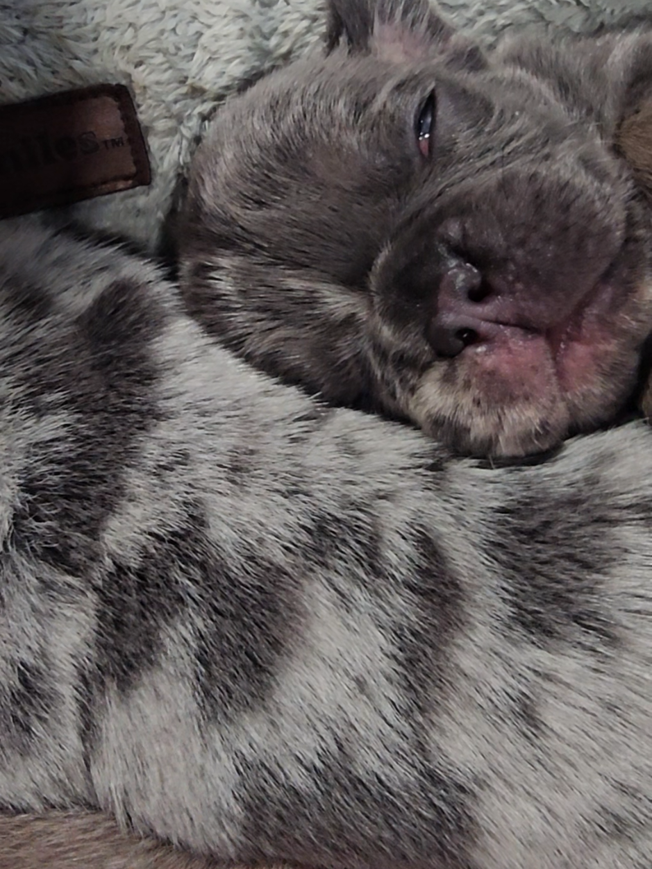 @Diamond State French Bulldogs