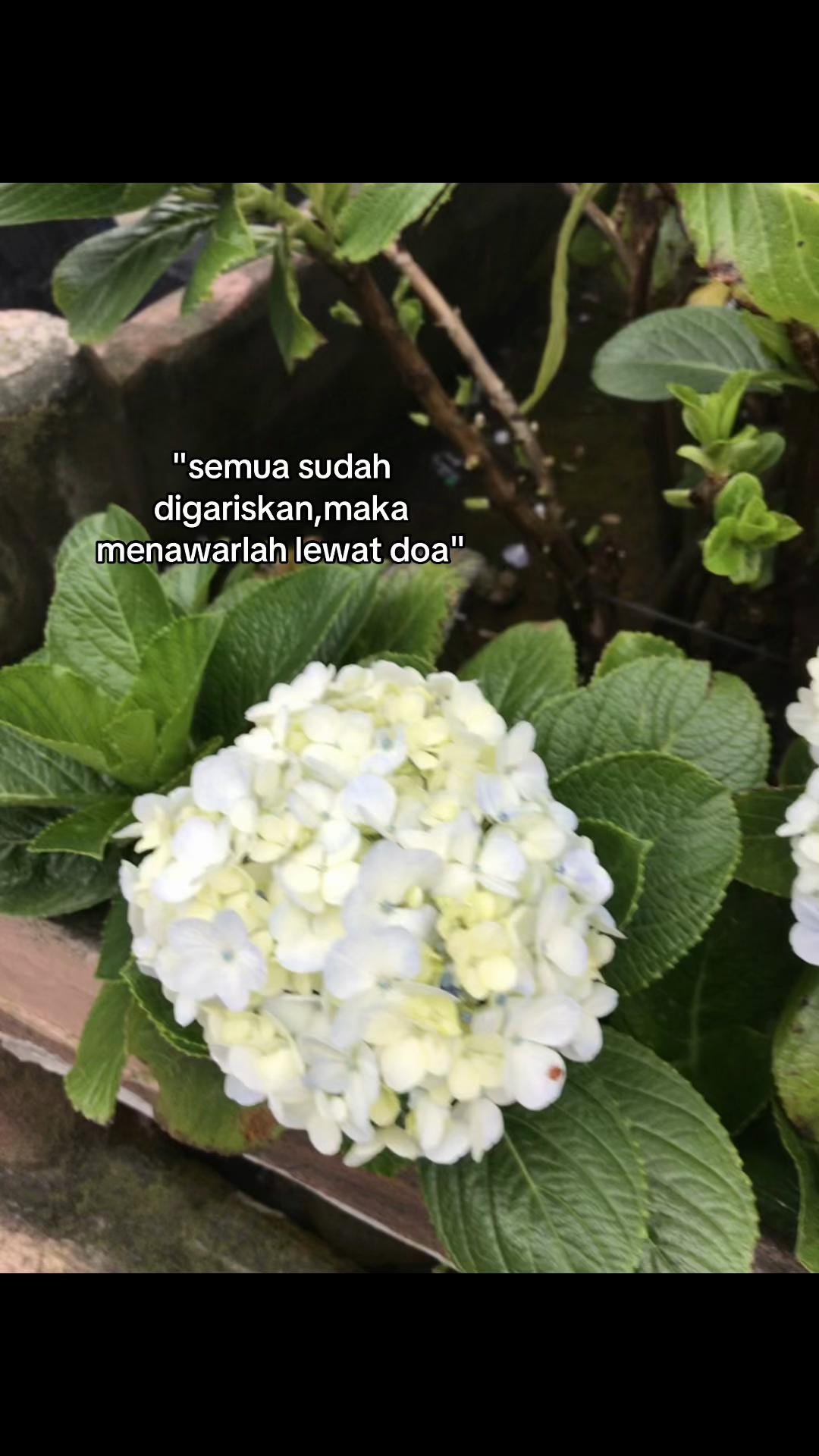 @rahmaa
