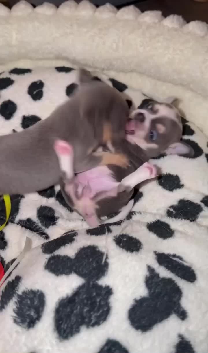 @PUPPIES25•COM