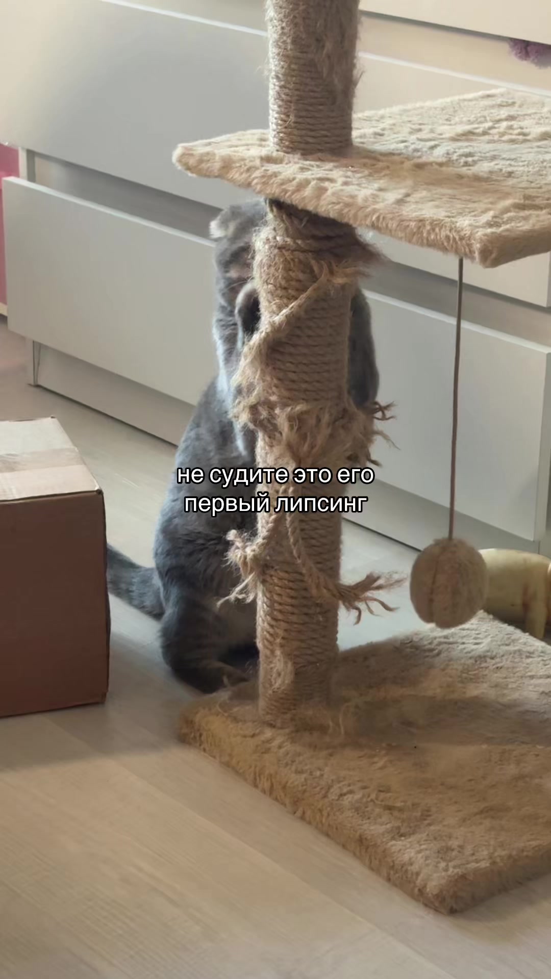 @дашотаа