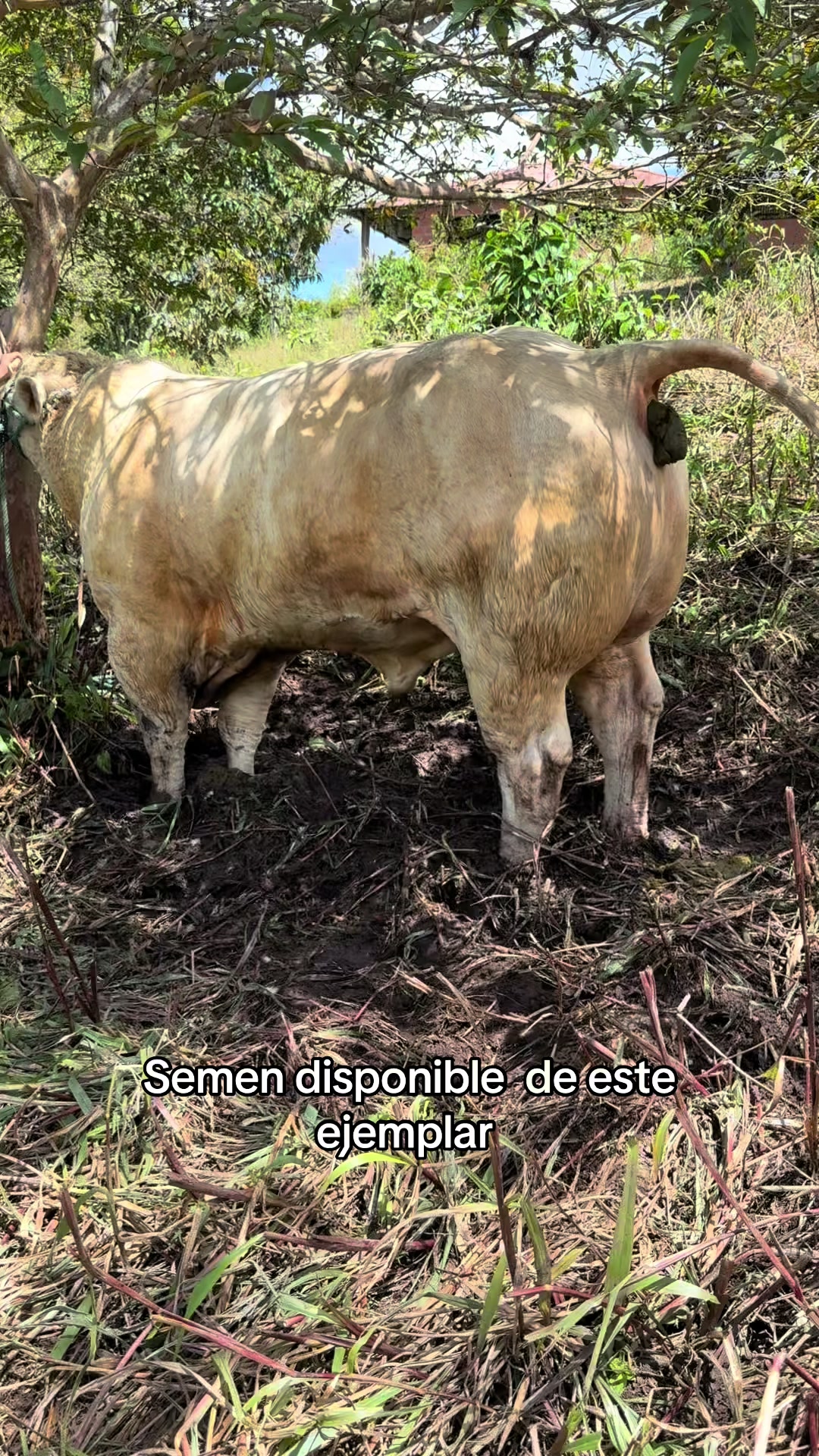 @Hern&aacute;n Andres