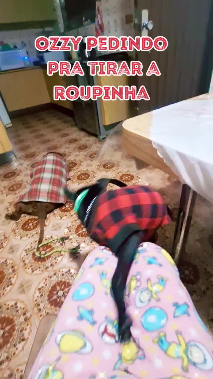@MagdaAmoAnimais😾🐶🕊