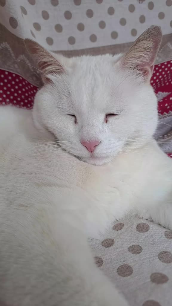 @Isobel ❤️ Pandora & SkifoGatti