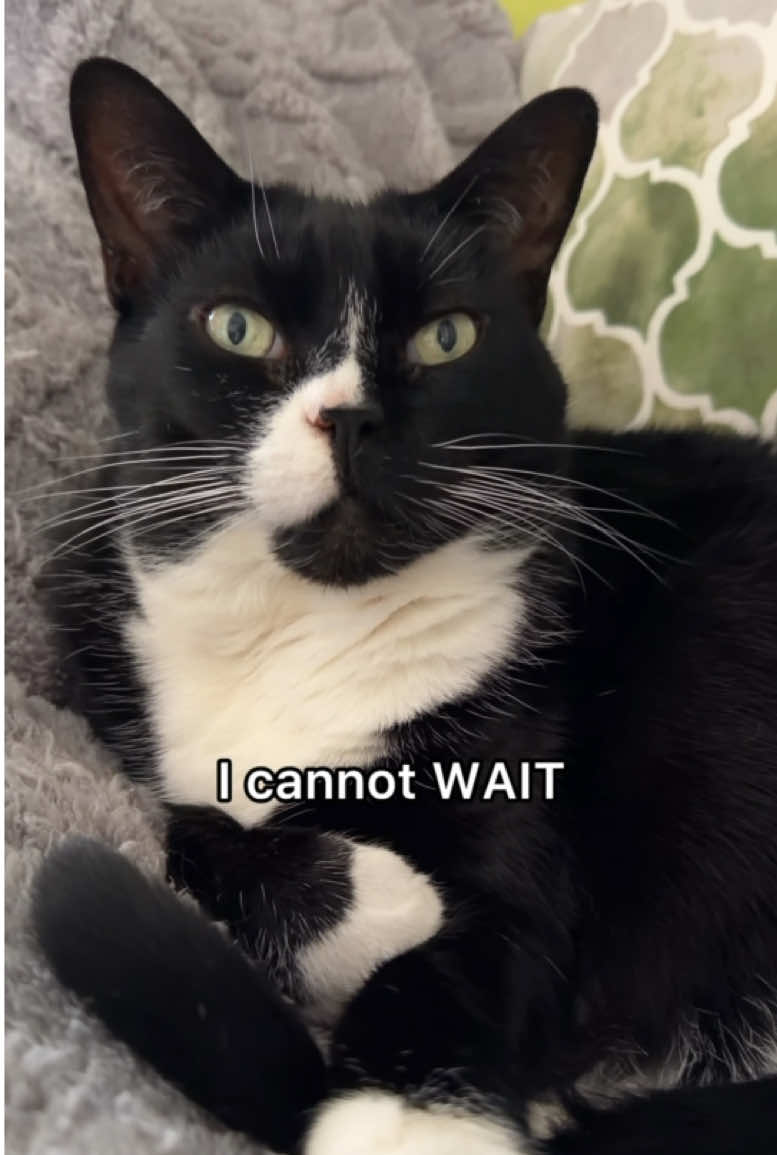 @The Oreo Cat