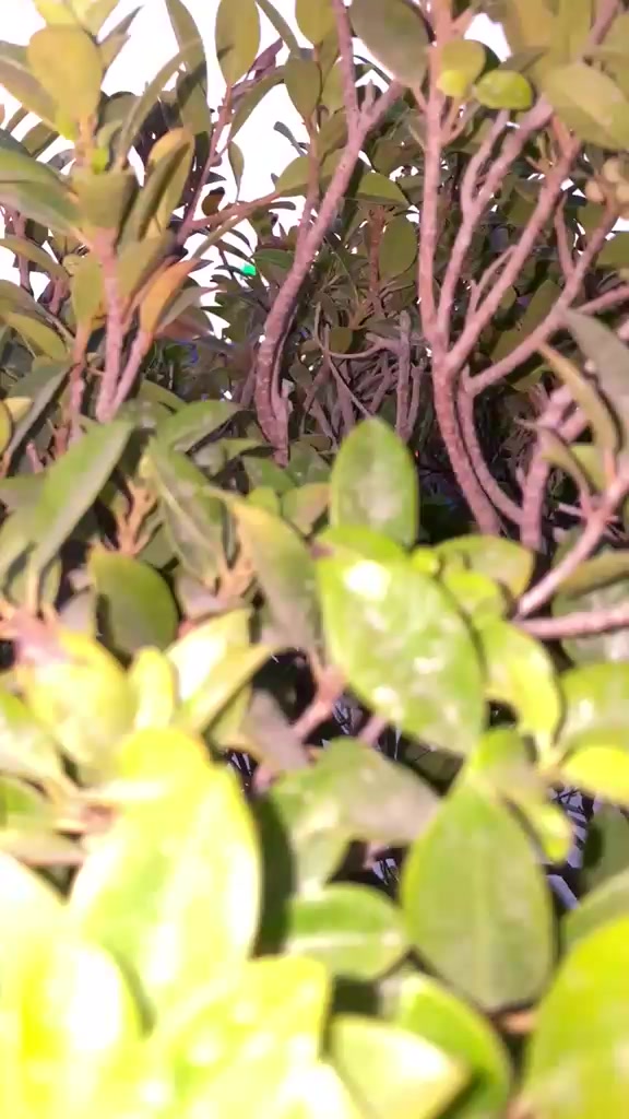 @عزادار حسین ع🫀