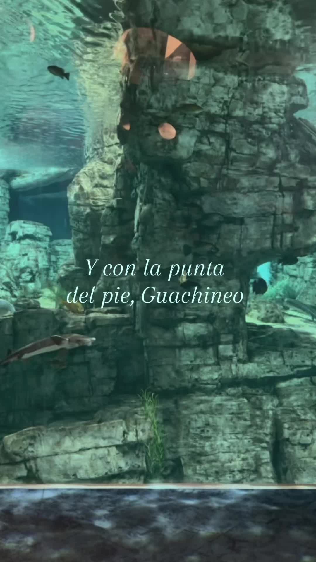 @🪽).*🇨🇺