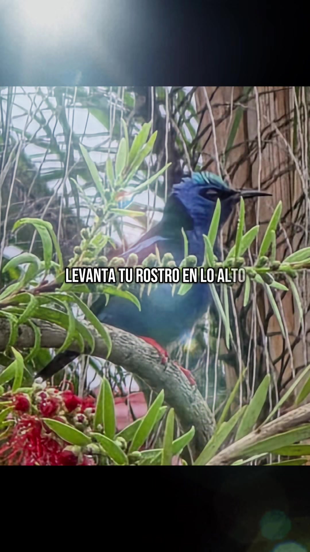 @J_C_P_A_🌺
