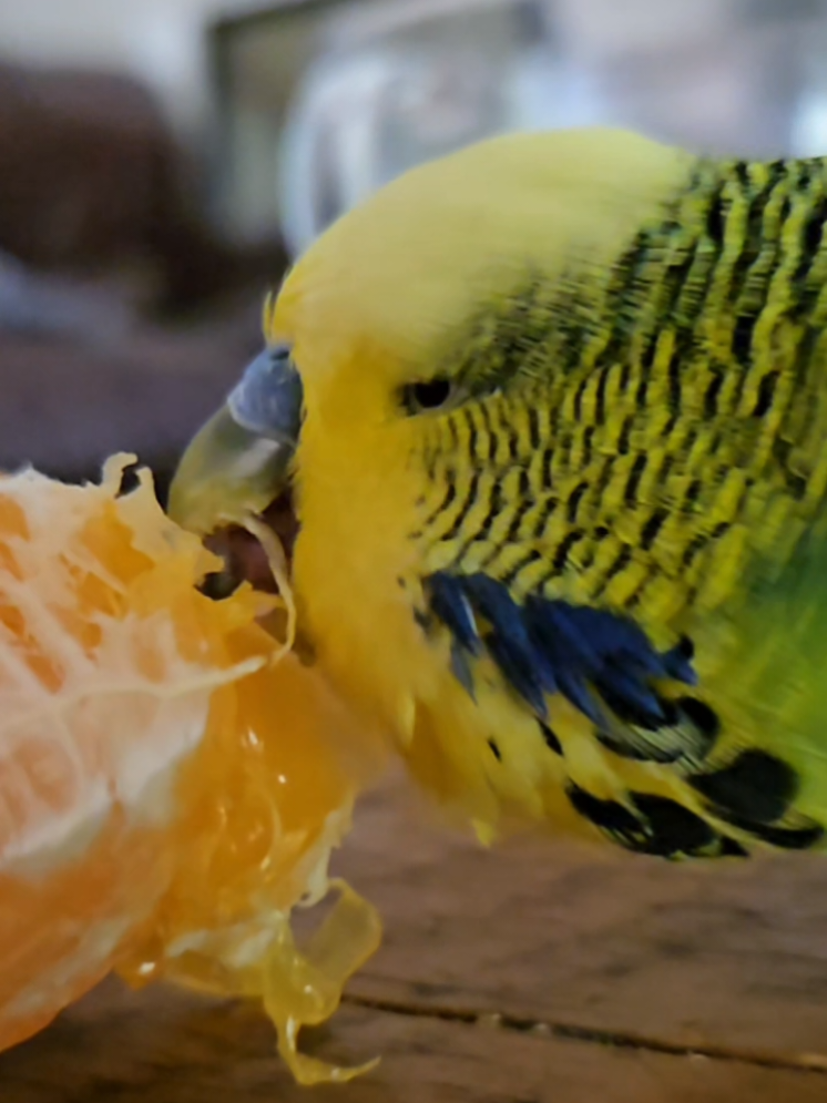 @Run Slow-Mo Charlie🦜