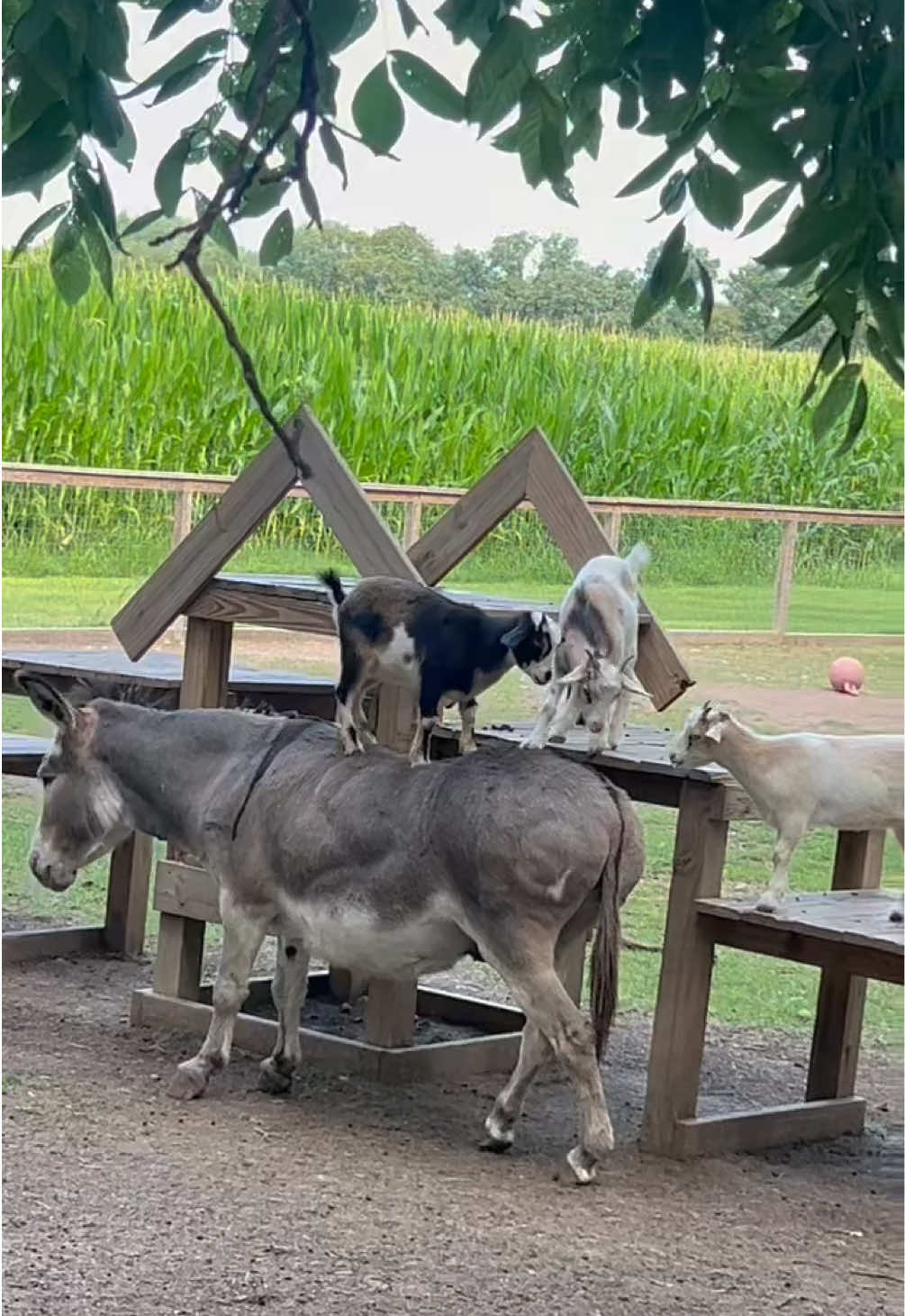 @Kitzman’s Farm Sanctuary