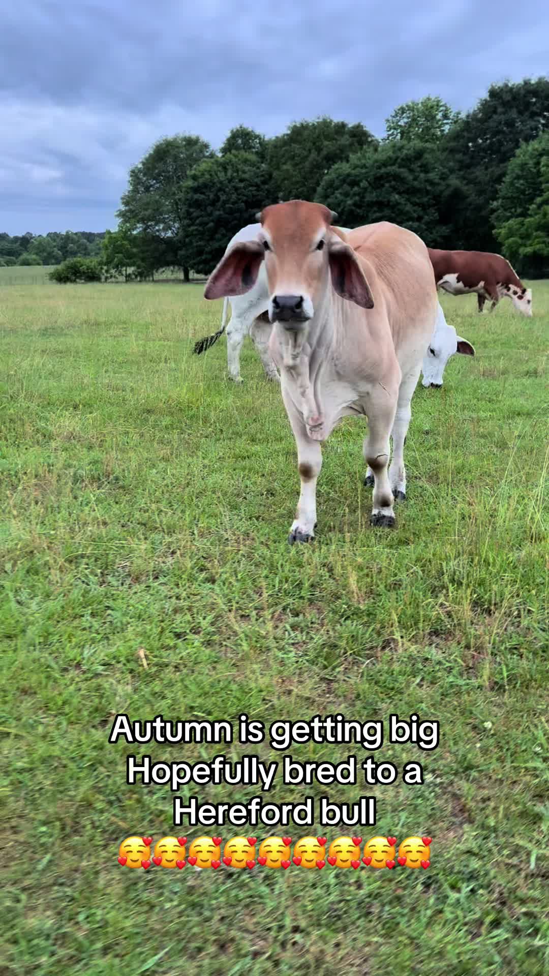 @Joe