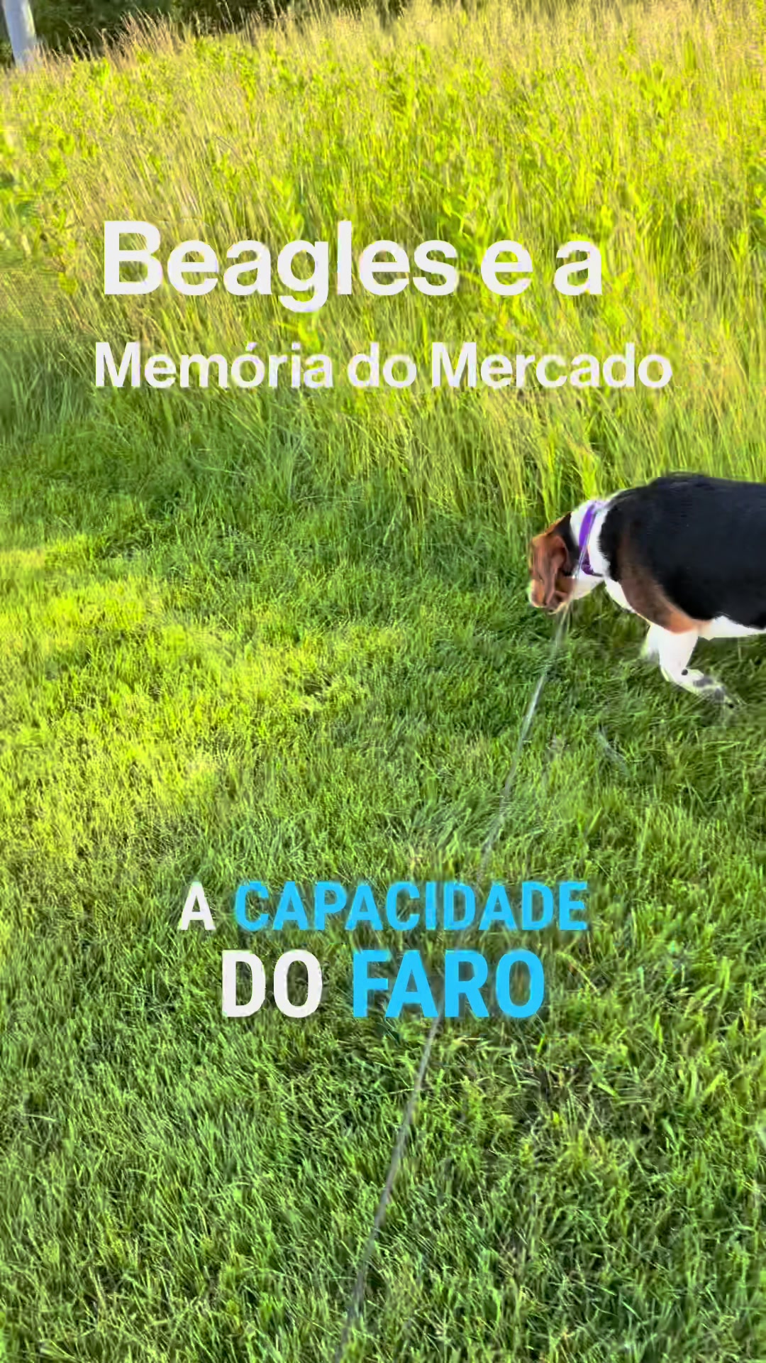 @Rafael Sengik | Investimentos