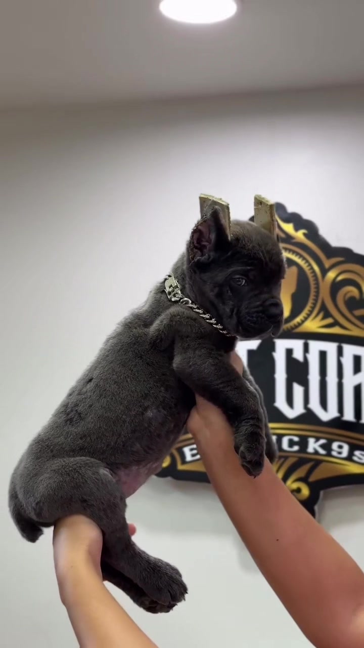 @Heart Land Cane Corso kennels