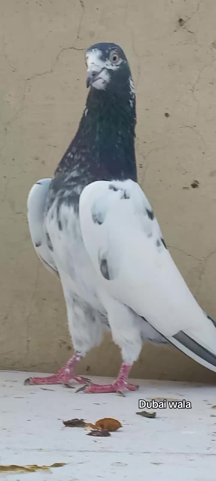 @Ranakasuripigeon