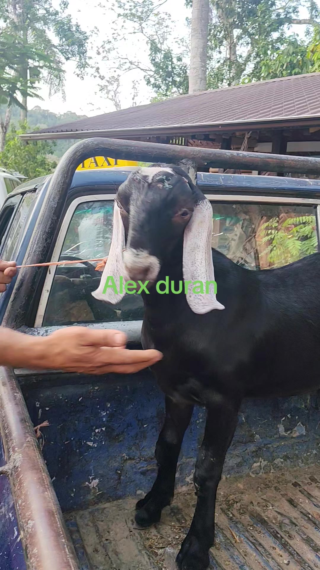 @alexduran7558