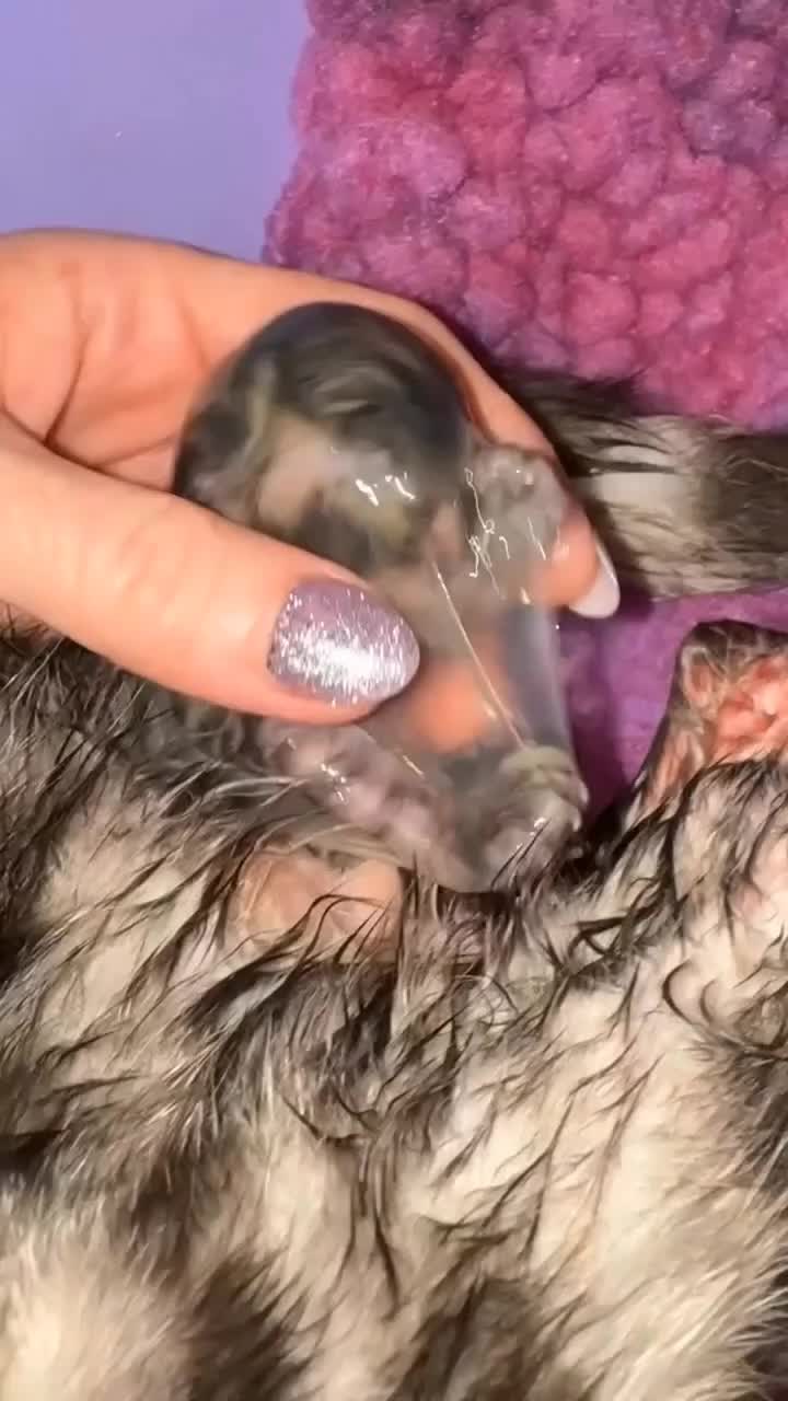 @catnipcrazee