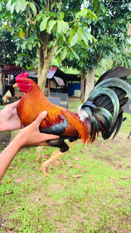 @Superline Gamefarm