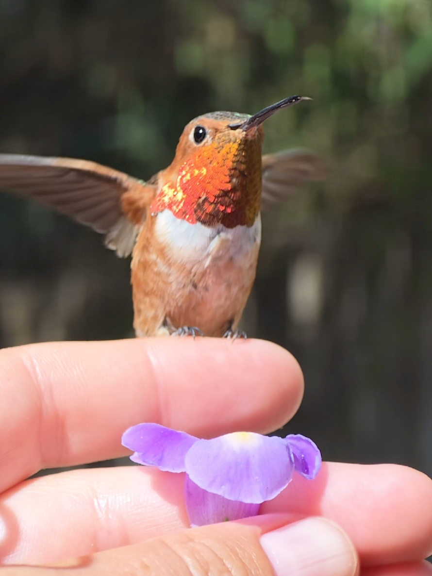 @unreal_hummingbirds