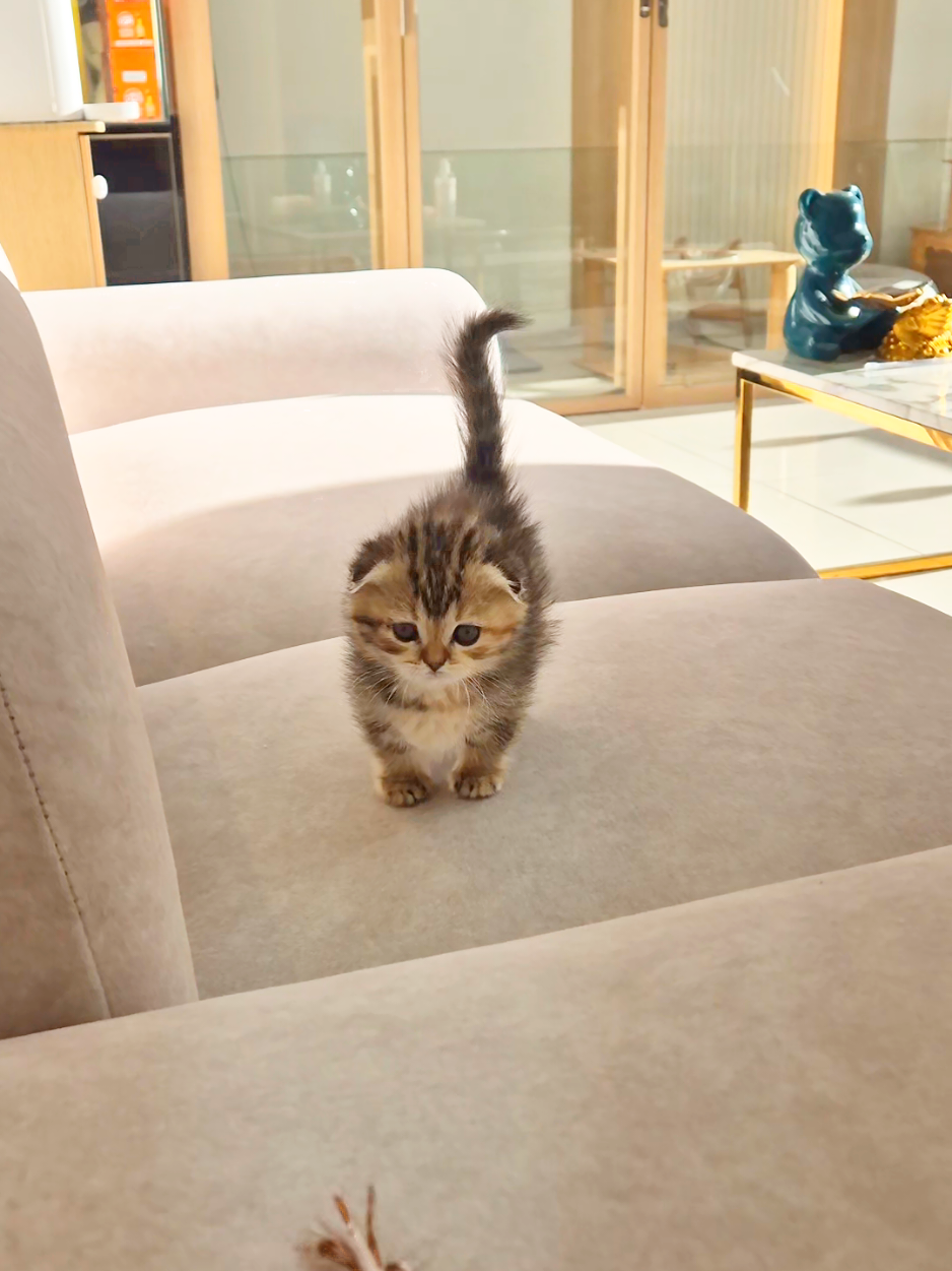 @핑발바닥은 못참는다냥🐱