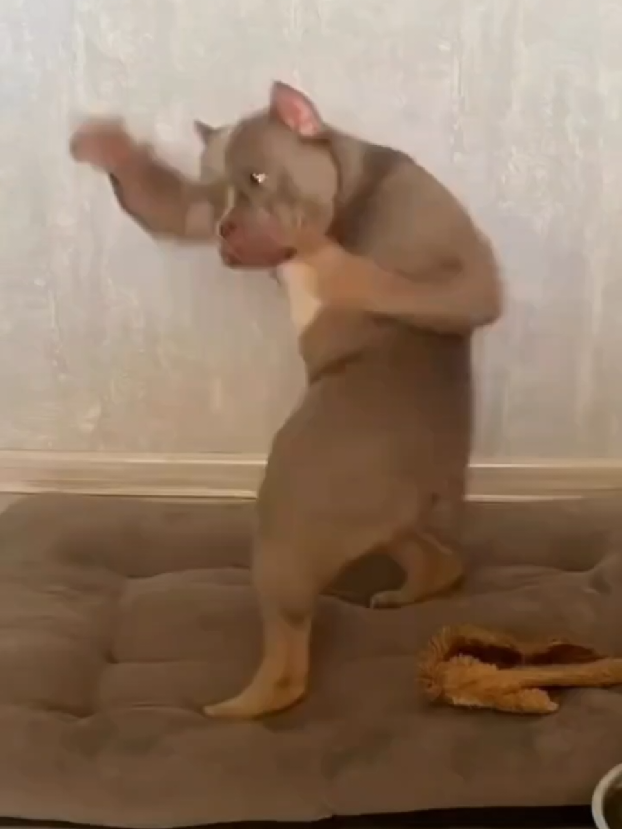@thedogmeme