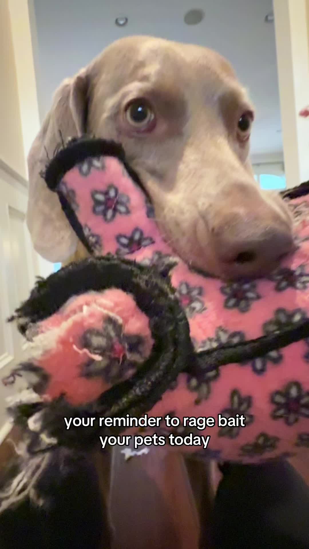 @Zoey the Weim