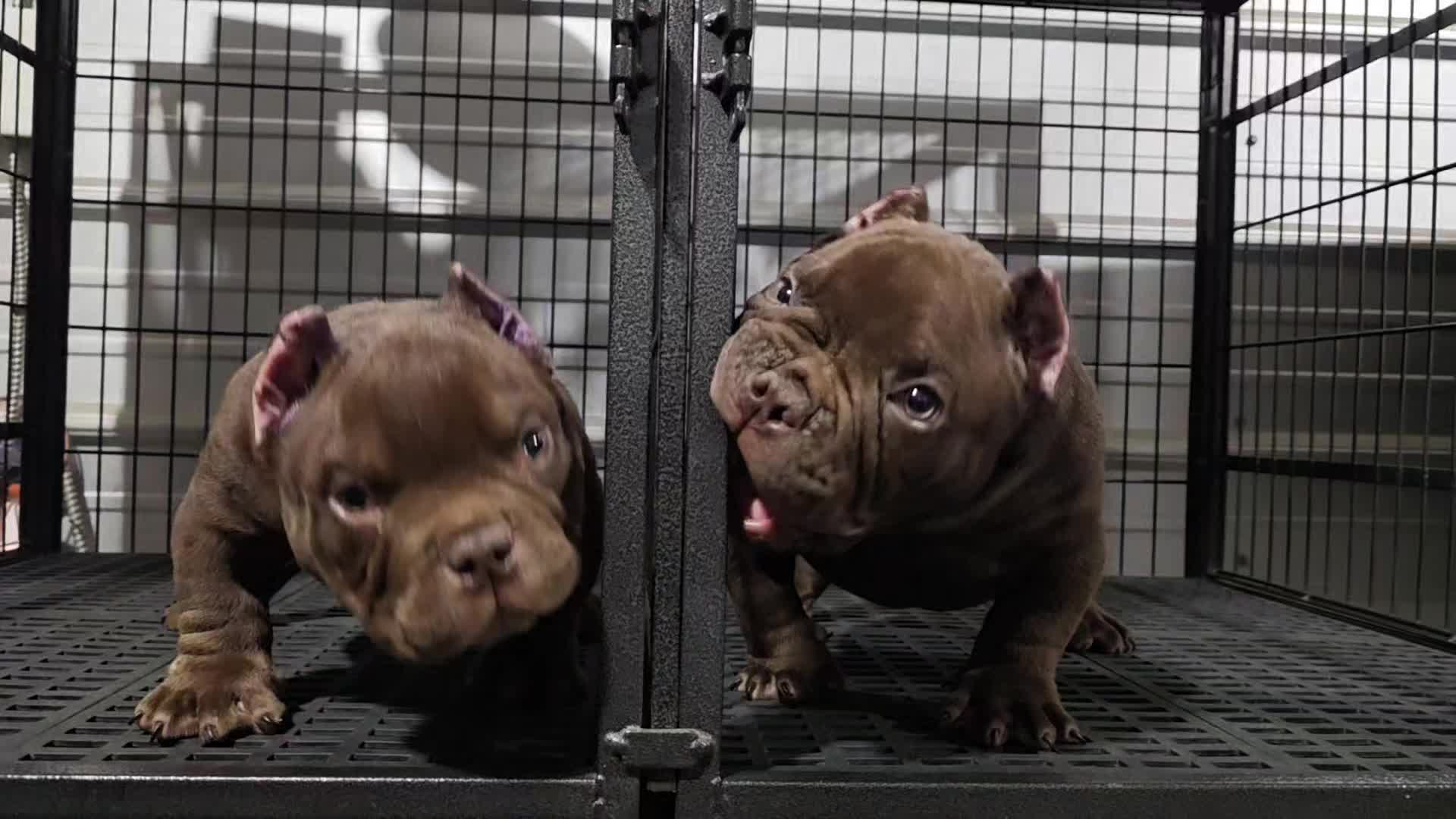 @baglife_kennels