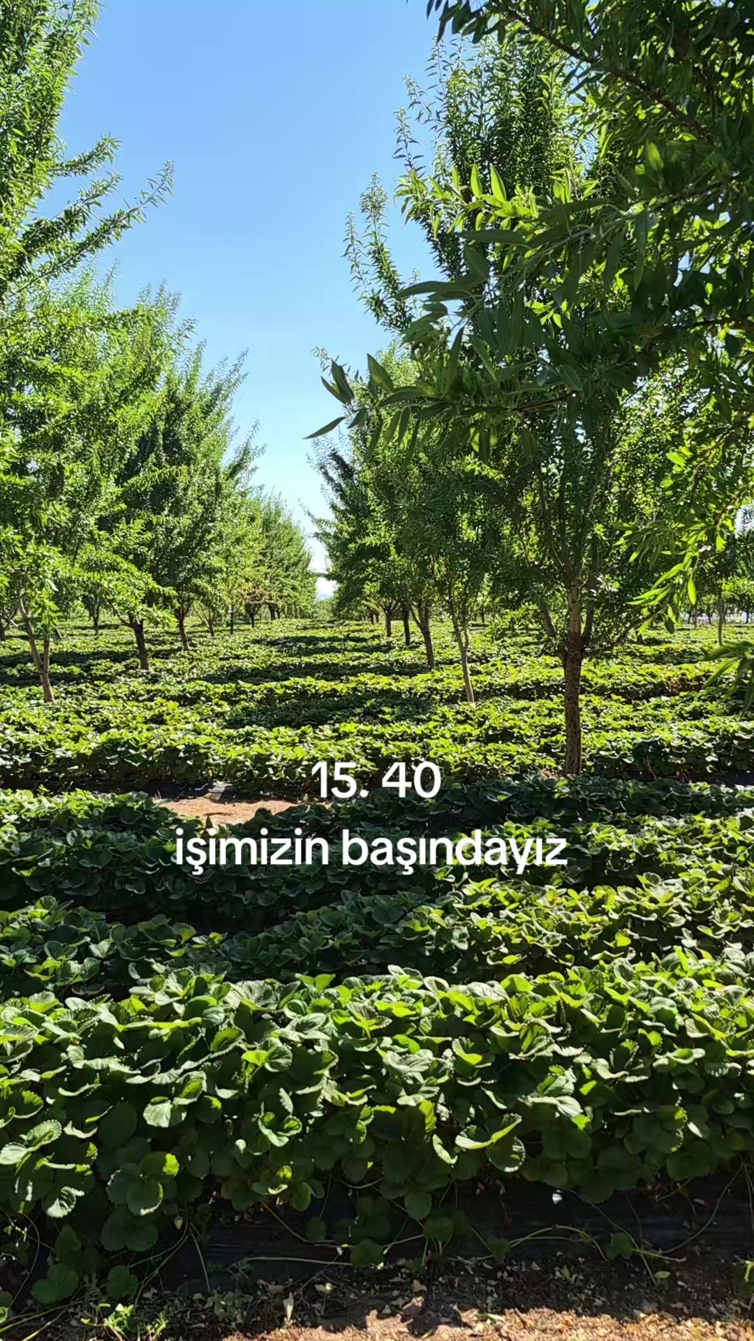 @Gülten